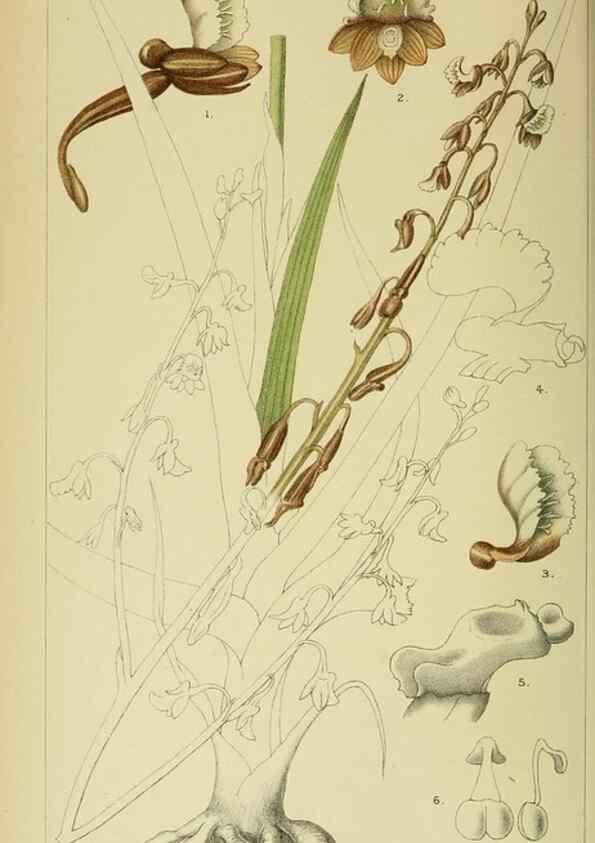 Reproducción/Reproduction 9729236987: Icones orchidearum austro-africanarum extra-tropicarum :. London :W. Wesley,1896-1913.