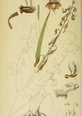 Reproducción/Reproduction 9729236987: Icones orchidearum austro-africanarum extra-tropicarum :. London :W. Wesley,1896-1913.