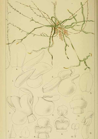 Reproducción/Reproduction 9732462640: Icones orchidearum austro-africanarum extra-tropicarum :. London :W. Wesley,1896-1913.