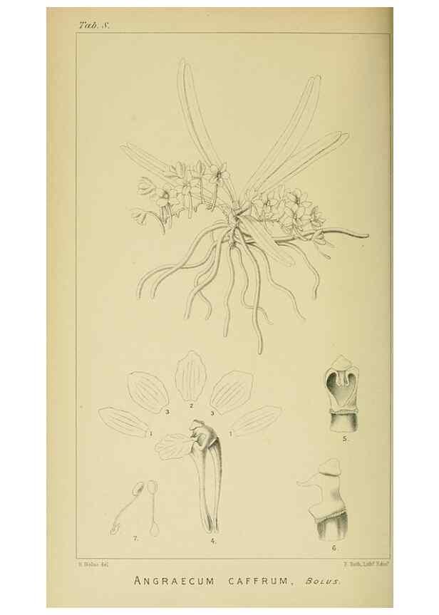 Reproducción/Reproduction 9732466086: Icones orchidearum austro-africanarum extra-tropicarum :. London :W. Wesley,1896-1913.