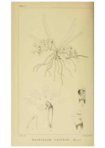 Reproducción/Reproduction 9732466086: Icones orchidearum austro-africanarum extra-tropicarum :. London :W. Wesley,1896-1913.