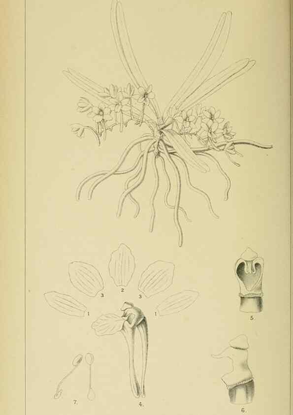 Reproducción/Reproduction 9732466086: Icones orchidearum austro-africanarum extra-tropicarum :. London :W. Wesley,1896-1913.