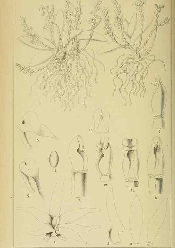 Reproducción/Reproduction 9732467840: Icones orchidearum austro-africanarum extra-tropicarum :. London :W. Wesley,1896-1913.