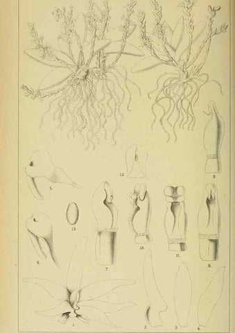 Reproducción/Reproduction 9732467840: Icones orchidearum austro-africanarum extra-tropicarum :. London :W. Wesley,1896-1913.