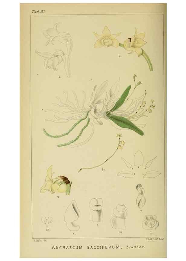 Reproducción/Reproduction 9729244955: Icones orchidearum austro-africanarum extra-tropicarum :. London :W. Wesley,1896-1913.