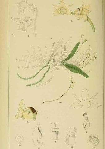 Reproducción/Reproduction 9729244955: Icones orchidearum austro-africanarum extra-tropicarum :. London :W. Wesley,1896-1913.