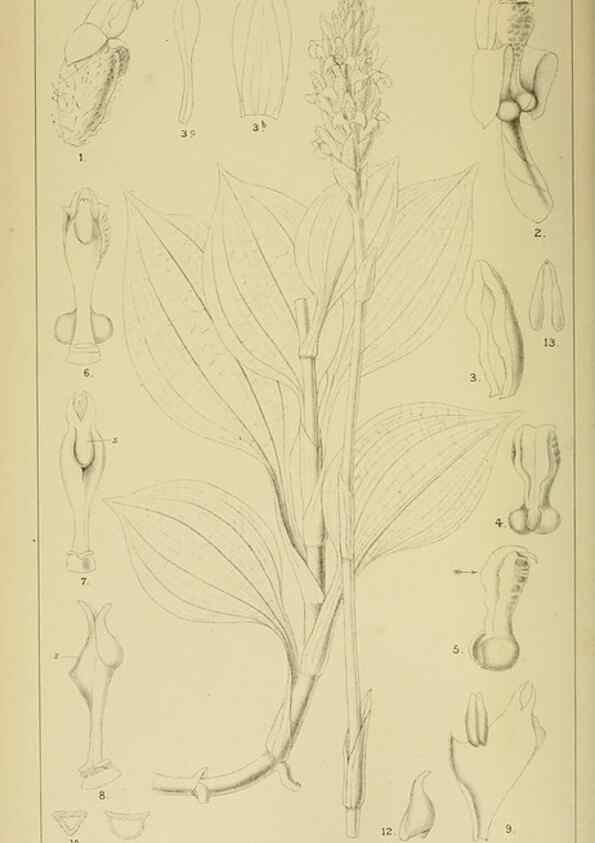 Reproducción/Reproduction 9729246477: Icones orchidearum austro-africanarum extra-tropicarum :. London :W. Wesley,1896-1913.