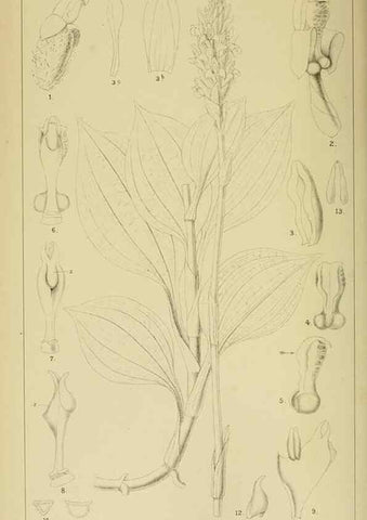 Reproducción/Reproduction 9729246477: Icones orchidearum austro-africanarum extra-tropicarum :. London :W. Wesley,1896-1913.