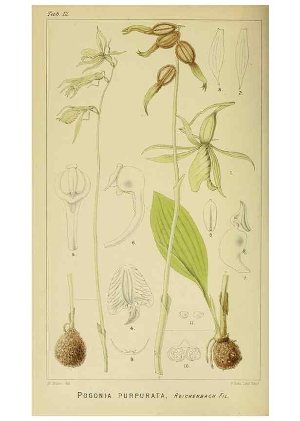 Reproducción/Reproduction 9732472778: Icones orchidearum austro-africanarum extra-tropicarum :. London :W. Wesley,1896-1913.
