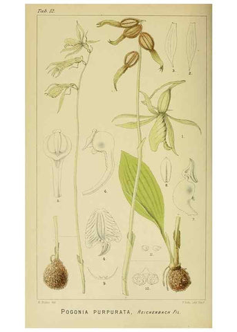 Reproducción/Reproduction 9732472778: Icones orchidearum austro-africanarum extra-tropicarum :. London :W. Wesley,1896-1913.