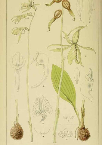 Reproducción/Reproduction 9732472778: Icones orchidearum austro-africanarum extra-tropicarum :. London :W. Wesley,1896-1913.