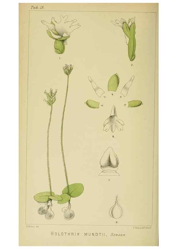 Reproducción/Reproduction 9729249685: Icones orchidearum austro-africanarum extra-tropicarum :. London :W. Wesley,1896-1913.