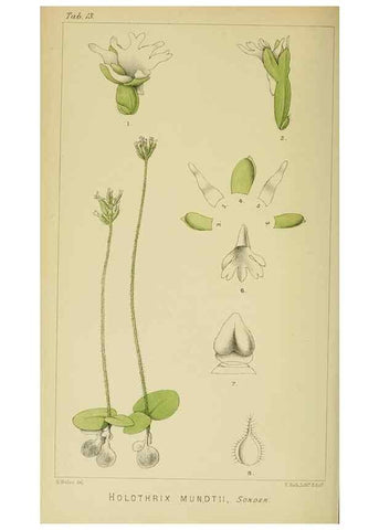 Reproducción/Reproduction 9729249685: Icones orchidearum austro-africanarum extra-tropicarum :. London :W. Wesley,1896-1913.