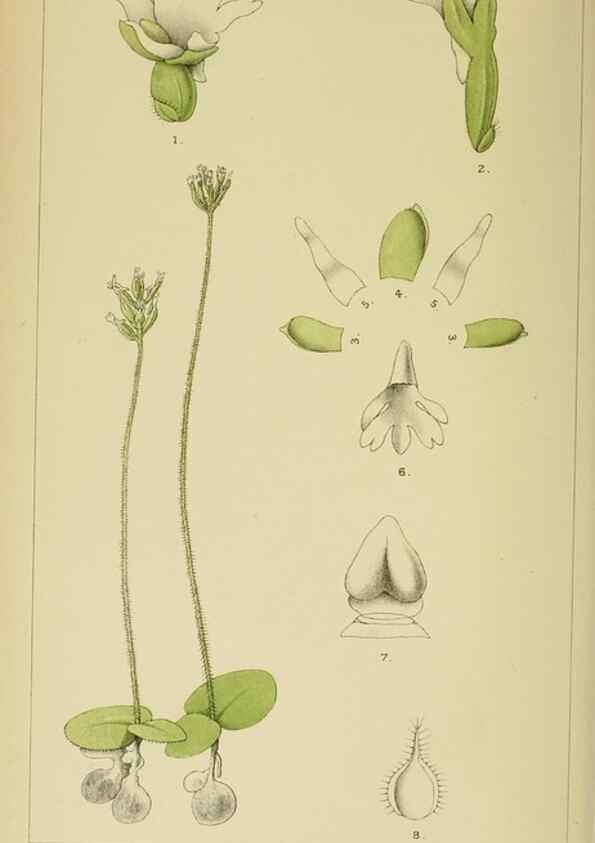 Reproducción/Reproduction 9729249685: Icones orchidearum austro-africanarum extra-tropicarum :. London :W. Wesley,1896-1913.