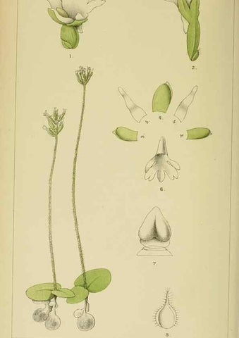 Reproducción/Reproduction 9729249685: Icones orchidearum austro-africanarum extra-tropicarum :. London :W. Wesley,1896-1913.
