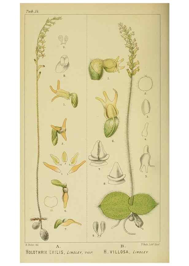 Reproducción/Reproduction 9732476102: Icones orchidearum austro-africanarum extra-tropicarum :. London :W. Wesley,1896-1913.
