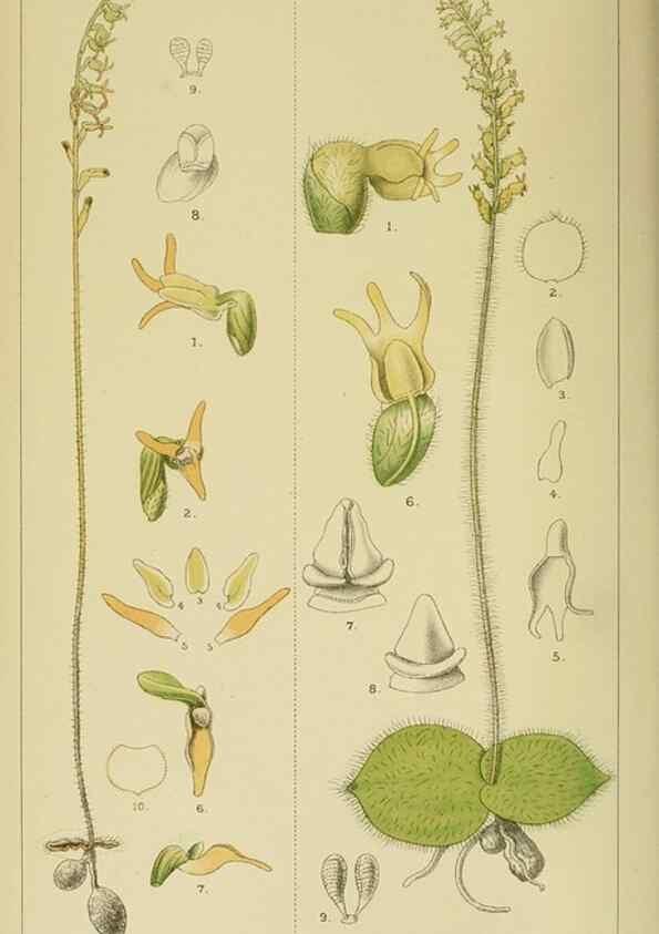 Reproducción/Reproduction 9732476102: Icones orchidearum austro-africanarum extra-tropicarum :. London :W. Wesley,1896-1913.