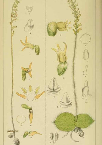 Reproducción/Reproduction 9732476102: Icones orchidearum austro-africanarum extra-tropicarum :. London :W. Wesley,1896-1913.
