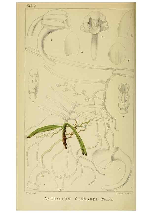 Reproducción/Reproduction 9729240055: Icones orchidearum austro-africanarum extra-tropicarum :. London :W. Wesley,1896-1913.