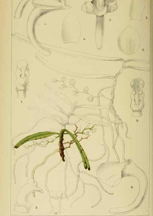 Reproducción/Reproduction 9729240055: Icones orchidearum austro-africanarum extra-tropicarum :. London :W. Wesley,1896-1913.
