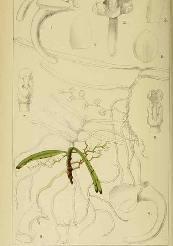 Reproducción/Reproduction 9729240055: Icones orchidearum austro-africanarum extra-tropicarum :. London :W. Wesley,1896-1913.