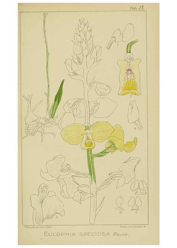 Reproducción/Reproduction 9732840072: Icones orchidearum austro-africanarum extra-tropicarum :. London :W. Wesley,1896-1913.