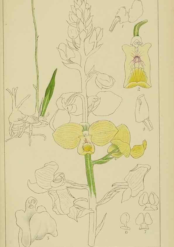 Reproducción/Reproduction 9732840072: Icones orchidearum austro-africanarum extra-tropicarum :. London :W. Wesley,1896-1913.
