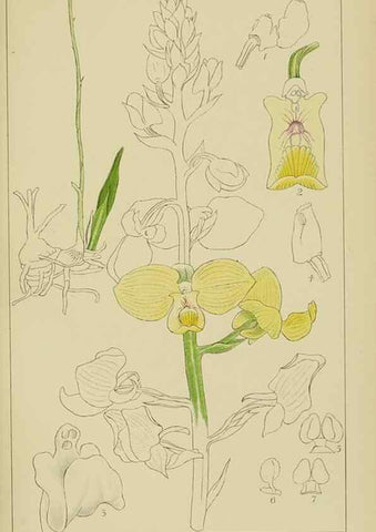 Reproducción/Reproduction 9732840072: Icones orchidearum austro-africanarum extra-tropicarum :. London :W. Wesley,1896-1913.