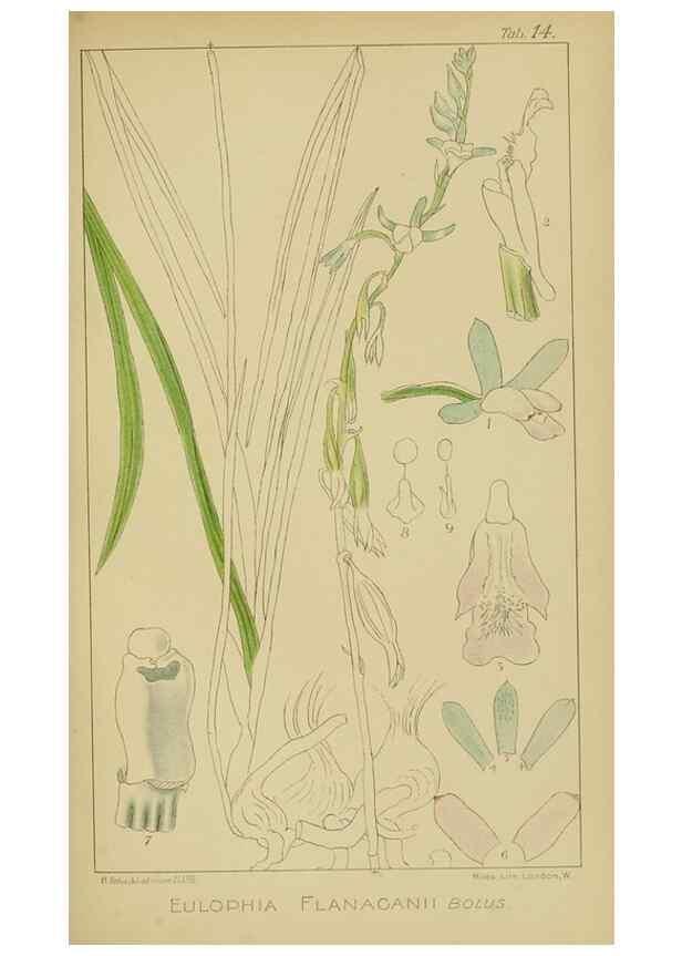 Reproducción/Reproduction 9729614975: Icones orchidearum austro-africanarum extra-tropicarum :. London :W. Wesley,1896-1913.