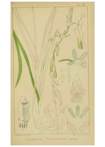 Reproducción/Reproduction 9729614975: Icones orchidearum austro-africanarum extra-tropicarum :. London :W. Wesley,1896-1913.