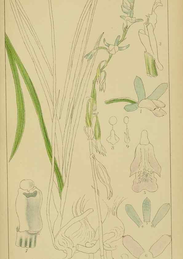 Reproducción/Reproduction 9729614975: Icones orchidearum austro-africanarum extra-tropicarum :. London :W. Wesley,1896-1913.