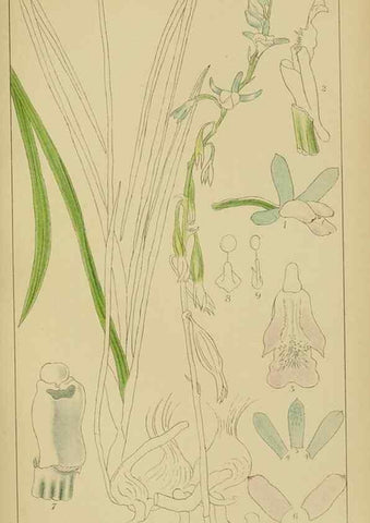 Reproducción/Reproduction 9729614975: Icones orchidearum austro-africanarum extra-tropicarum :. London :W. Wesley,1896-1913.