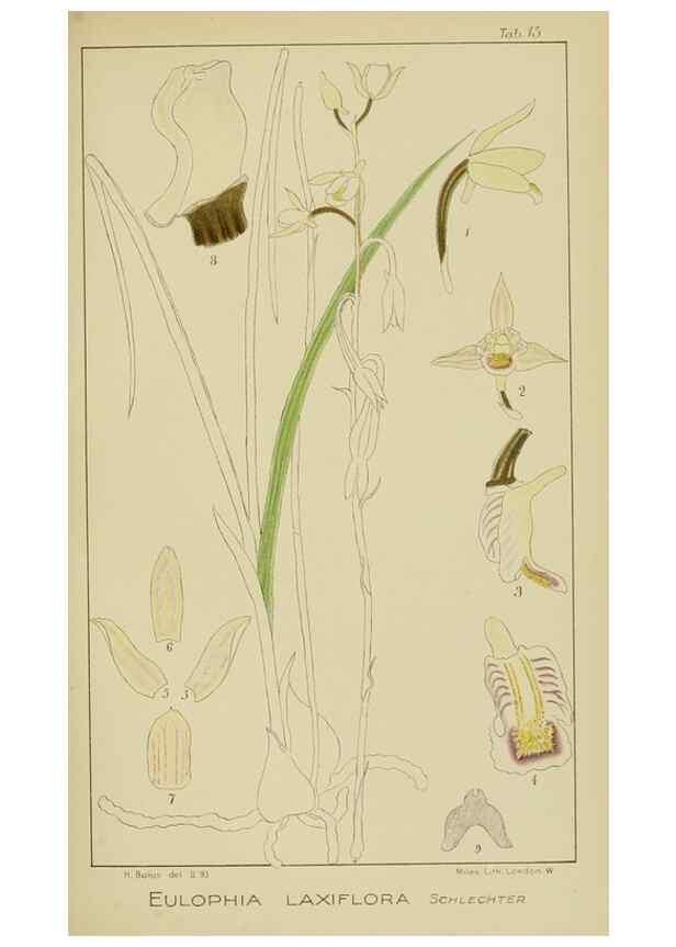 Reproducción/Reproduction 9729616505: Icones orchidearum austro-africanarum extra-tropicarum :. London :W. Wesley,1896-1913.