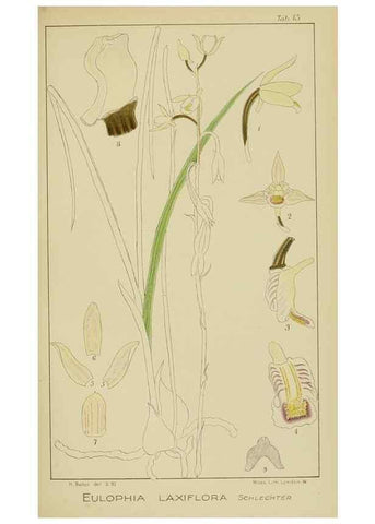 Reproducción/Reproduction 9729616505: Icones orchidearum austro-africanarum extra-tropicarum :. London :W. Wesley,1896-1913.
