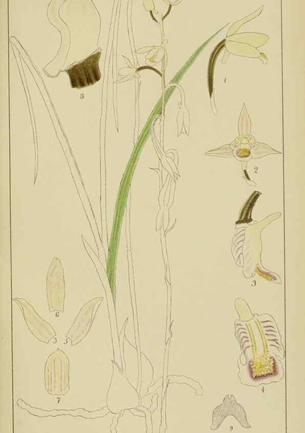 Reproducción/Reproduction 9729616505: Icones orchidearum austro-africanarum extra-tropicarum :. London :W. Wesley,1896-1913.