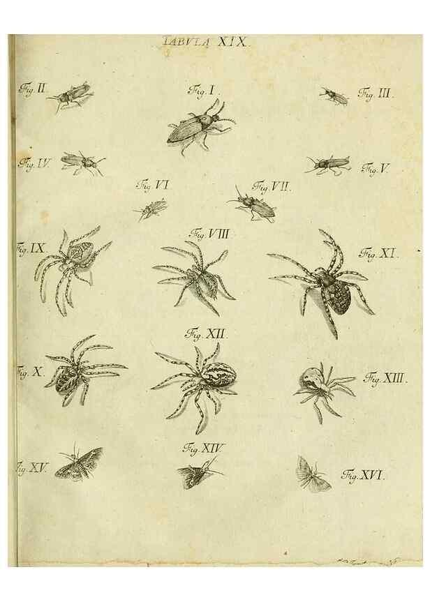 Reproducción/Reproduction 9733359258: Iacobi Christiani Shaefferi Icones insectorvm circa Ratisbonam :. Ratisbonae :Typis Zeitlerianis,1791.