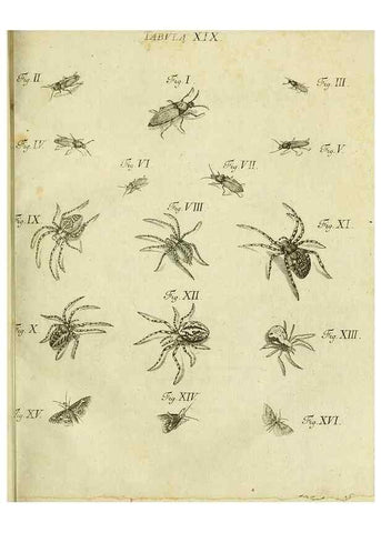 Reproducción/Reproduction 9733359258: Iacobi Christiani Shaefferi Icones insectorvm circa Ratisbonam :. Ratisbonae :Typis Zeitlerianis,1791.