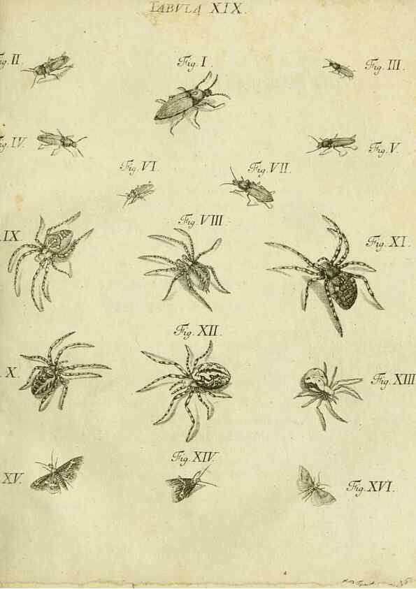 Reproducción/Reproduction 9733359258: Iacobi Christiani Shaefferi Icones insectorvm circa Ratisbonam :. Ratisbonae :Typis Zeitlerianis,1791.