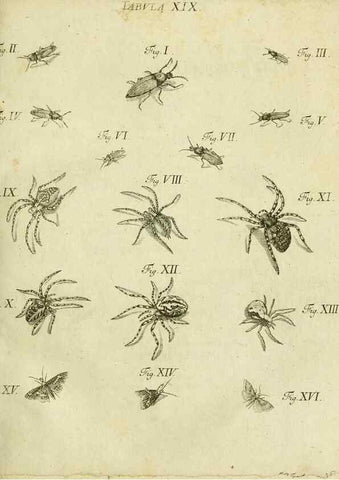 Reproducción/Reproduction 9733359258: Iacobi Christiani Shaefferi Icones insectorvm circa Ratisbonam :. Ratisbonae :Typis Zeitlerianis,1791.