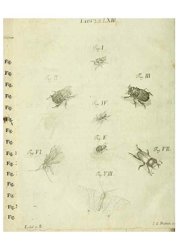 Reproducción/Reproduction 9733360338: Iacobi Christiani Shaefferi Icones insectorvm circa Ratisbonam :. Ratisbonae :Typis Zeitlerianis,1791.