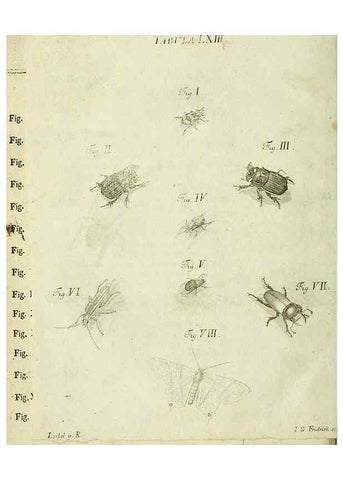 Reproducción/Reproduction 9733360338: Iacobi Christiani Shaefferi Icones insectorvm circa Ratisbonam :. Ratisbonae :Typis Zeitlerianis,1791.