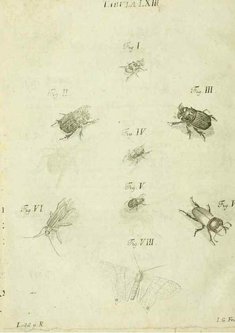 Reproducción/Reproduction 9733360338: Iacobi Christiani Shaefferi Icones insectorvm circa Ratisbonam :. Ratisbonae :Typis Zeitlerianis,1791.
