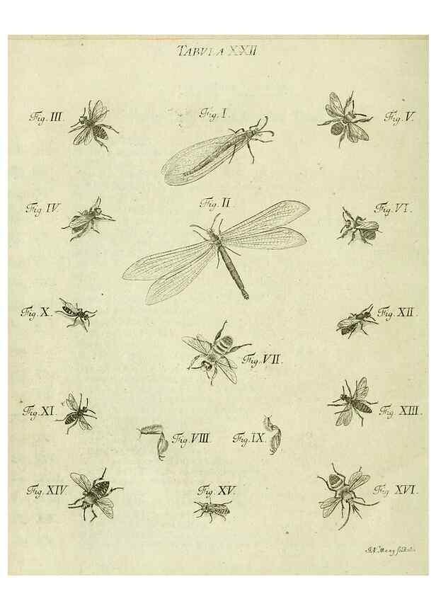 Reproducción/Reproduction 9730133795: Iacobi Christiani Shaefferi Icones insectorvm circa Ratisbonam :. Ratisbonae :Typis Zeitlerianis,1791.