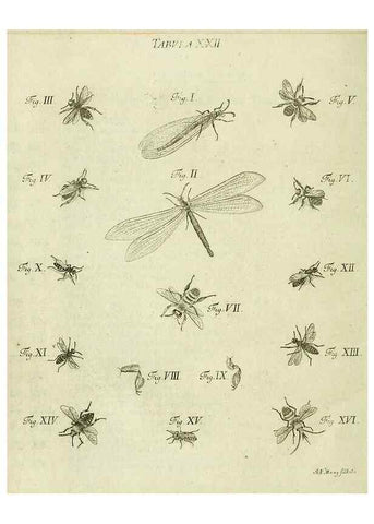 Reproducción/Reproduction 9730133795: Iacobi Christiani Shaefferi Icones insectorvm circa Ratisbonam :. Ratisbonae :Typis Zeitlerianis,1791.