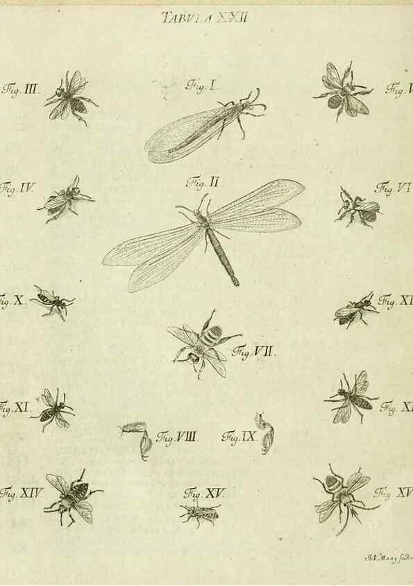 Reproducción/Reproduction 9730133795: Iacobi Christiani Shaefferi Icones insectorvm circa Ratisbonam :. Ratisbonae :Typis Zeitlerianis,1791.