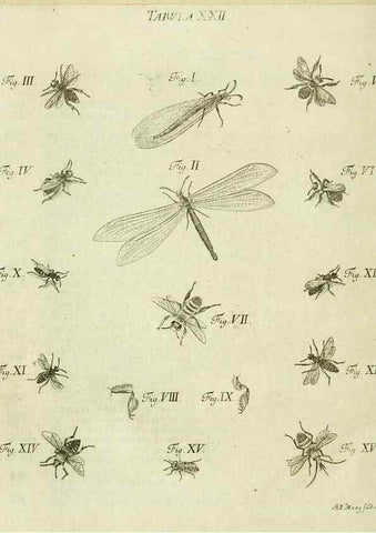 Reproducción/Reproduction 9730133795: Iacobi Christiani Shaefferi Icones insectorvm circa Ratisbonam :. Ratisbonae :Typis Zeitlerianis,1791.