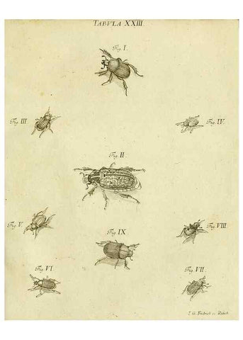 Reproducción/Reproduction 9733362224: Iacobi Christiani Shaefferi Icones insectorvm circa Ratisbonam :. Ratisbonae :Typis Zeitlerianis,1791.