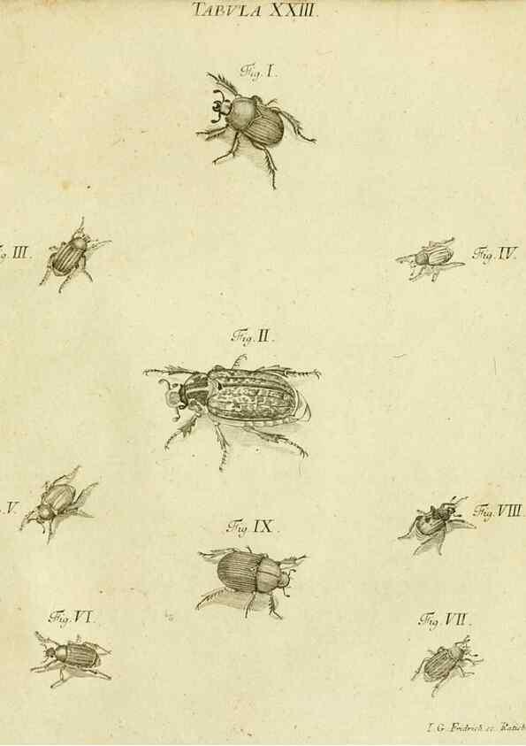 Reproducción/Reproduction 9733362224: Iacobi Christiani Shaefferi Icones insectorvm circa Ratisbonam :. Ratisbonae :Typis Zeitlerianis,1791.