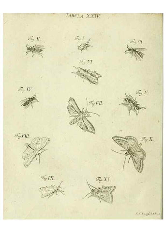 Reproducción/Reproduction 9730135873: Iacobi Christiani Shaefferi Icones insectorvm circa Ratisbonam :. Ratisbonae :Typis Zeitlerianis,1791.