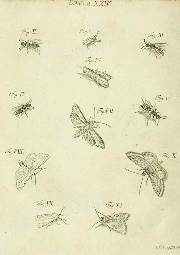 Reproducción/Reproduction 9730135873: Iacobi Christiani Shaefferi Icones insectorvm circa Ratisbonam :. Ratisbonae :Typis Zeitlerianis,1791.